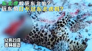 东北虎咬死东北豹？被捕杀吃掉一部分，远东豹怎么躲不了？