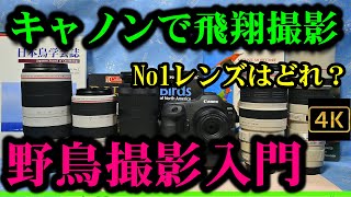 「野鳥撮影入門」EOS R3(R5/R6)で使いたいCanon飛翔撮影用レンズの選び方