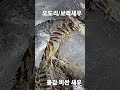 몸값 비싼 새우