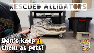 The Truth Behind Keeping ALLIGATORS as Pets 🐊 ⚠️