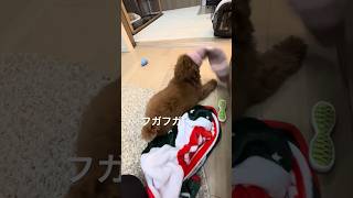 靴下に顔を突っ込むトイプードル#shorts  #トイプードル #子犬 #いぬのいる生活 #ペット #癒やし