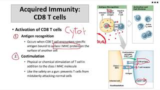 CD8 T cell activation and function