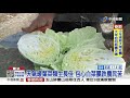 包心白菜價格探底 菜園開放