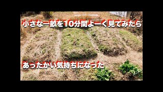 #492｜畑を愛でる、慈しむ｜パーマカルチャー｜自給自足｜自然農｜無農薬｜無肥料