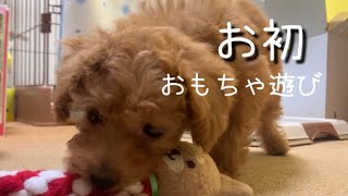 お迎え日！はじめてのおもちゃ遊び興味津々なトイプードル【toy poodle】play with toys. How to train a puppy.