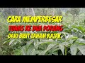 cara memperbesar tunas kedua Porang dari bibit tanam katak #porang #pertanian