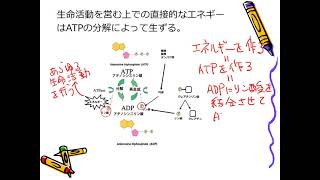 20210412 運動生理学1・代謝, その1