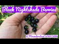 Black Nightshade Berries: A Misunderstood Wild Edible