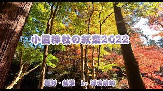 小国神社の紅葉2022  4K（by浮世蜻蛉）