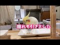 副鼻腔炎 闘病中 目の膿、腫れ、そして、黒いうんちの報告【オカメインコのきなこ】