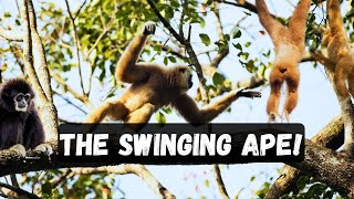 🐒 Lar Gibbon: The Acrobat of the Trees! 🌳