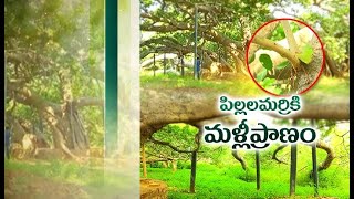 700 Year Old Pillalamarri | A Legendary Tree Revived by Forest Officials | with Quarantine