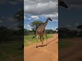 girafe