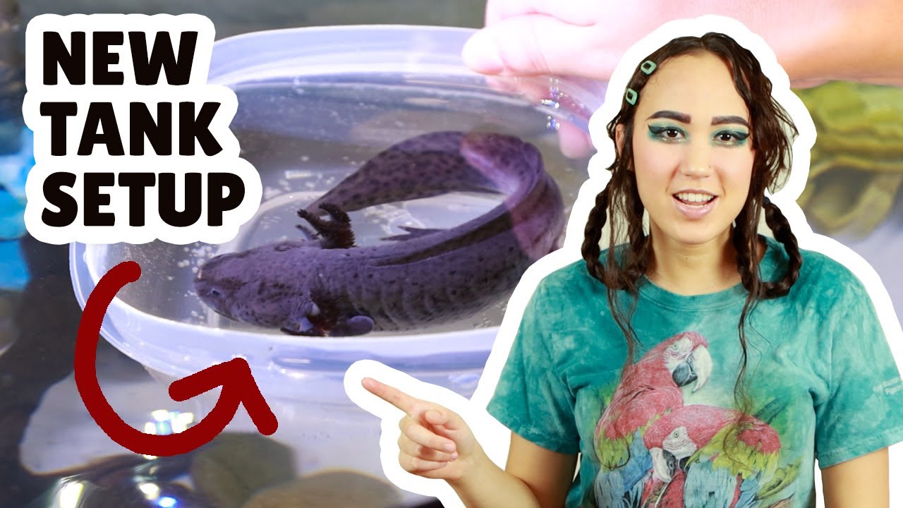 BASIC GUIDE AXOLOTL TANK SETUP For For Beginners | 40 Gallon AXOLOTL ...