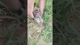 Chick Of Lapwing | Titahari Baby Bird | #shorts #titahari