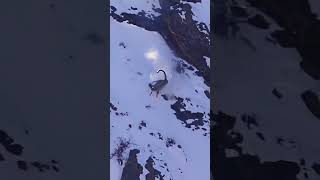 Mountain goat got attacked by snow leopard #Leopard #MountainGoat #MountainLeopard #Leopard #Snow