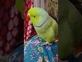 Genius💗Parrot #5002 #viral #shorts