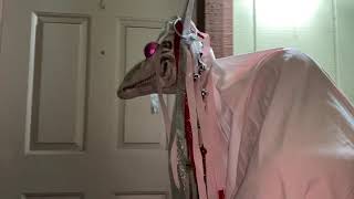 Mari Lwyd - 6th Time