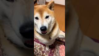 柴犬福 姉に芸をする柴犬🤣Sister and Shiba🤣#shorts #姉と柴 #funny #funnydog #dogshorts #shiba #comedy #시바견