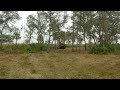 cleaning out a wooden lot my kubota svl 75 2 and sc6072 brush cutter.