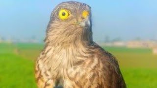 sparrowhawk short video viral foryou eagle goshawk shikra