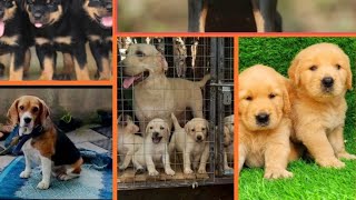 Pets sale   കുറഞ്ഞ റേറ്റ് 3800 രൂപ മുതൽ #rottweiler #gsd