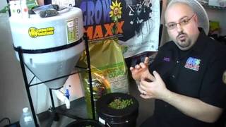 Inoculating your plants with Compost Tea in Grodan Rockwool, using Humtea from Cutting Edge