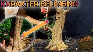 TIPS AMPUH KARAKTER BELIMBING SECARA ALAMI❗PROGRAM BONSAI ANTING PUTRI