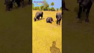 Murrah bhains 🐃💪💪💪💪 ka #sorts video #viralvideo  #trending music