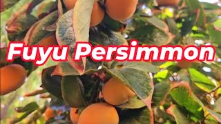 Fuyu Persimmon \u0026 Tree