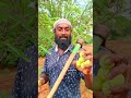 காட்டு நெல்லிக்காய் 💚💚 agriculture