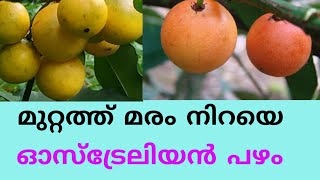 മുറ്റത്ത് മരം നിറയെ ഓസ്ട്രേലിയൻ പഴം/ Australian Fruit Baraba/Baraba fruit/Baraba  Fruit Malayalam