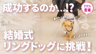 【結婚式】チワックス1歳🐾おてんばワンちゃんがリングドッグに挑戦！