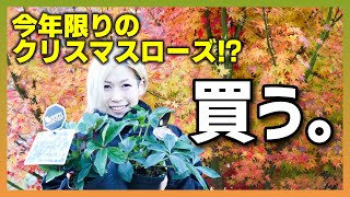 【お庭大改造計画】超レア？今年限りになるかもしれないクリスマスローズをGET‼夫婦喧嘩勃発⁉今回もペペちゃん大暴れです。ロックガーデンにドハマりしたペペをご覧ください。