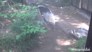 Tamandua tetradactyla  Southern tamandua 上野動物園　ミナミコアリクイ