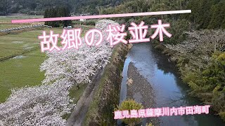 ドローン空撮【4K】　故郷の桜並木　鹿児島県薩摩川内市田海町