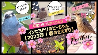 イソヒヨドリ春のさえずり【2023年最新】夫婦仲良し＋愛くるしい娘ファミリー🌸イソヒヨドリのピーちゃん【4K】