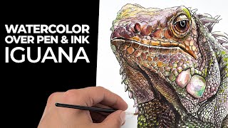 Watercolor over Pen and Ink - Iguana with Line and Wash