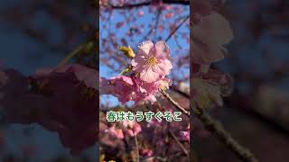 【散歩動画 ①】春が来た！河津桜と菜の花畑を歩く。春の匂いを感じながら思うことはKawazu cherry blossoms and rape flower fields