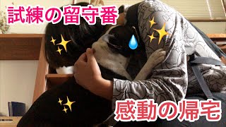 涙の帰宅！感動の嵐！？留守番ボステリと飼い主の帰宅ドラマ…ボストンテリアきいろさん