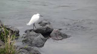 Search for child bait of the large egret　🎁　ダイサギの子　餌探し　😢