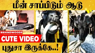 ஒரு ஆடு மீன் சாப்பிடுகிறதே !! அழகிய VIDEO | இது எப்படி இருக்கு தெரியுமா ? CUTE VIDEO