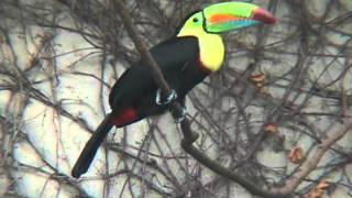 臺北市立動物園_鳥園區_虹喙巨嘴鳥Keel-billed toucan_02