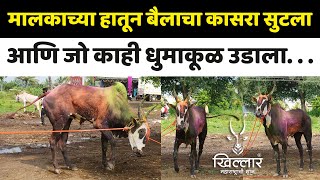 राजू निंबाळकर यांच्या दावणीचा वळू जेव्हा हातातून सुटला | Khillar Maharashtrachi Shaan 2024