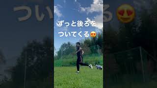 なんだかんだパパが好きなボストンテリア　#shorts #ボストンテリア #dog