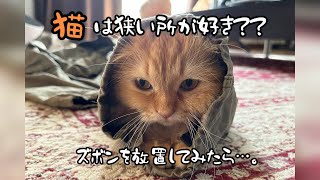 狭い所が好きな猫を観察してみた話