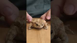 カエルからドラムみたいな音がします… #frog