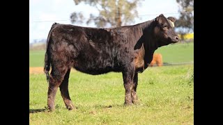 Lot 12 - Summit Exotic S94 (HLGPS94)