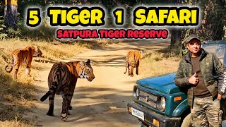 5 Tigers in 1 Safari | Jungle Safari Core Forest | Satpura Tiger Reserve | Madhai Gate #mptourism