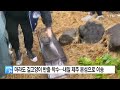 마라도 길고양이 반출 작업 착수...내일 제주 본섬으로 이송 ytn